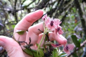orchid telipogon diabolicus Fot. M. Kolanowska